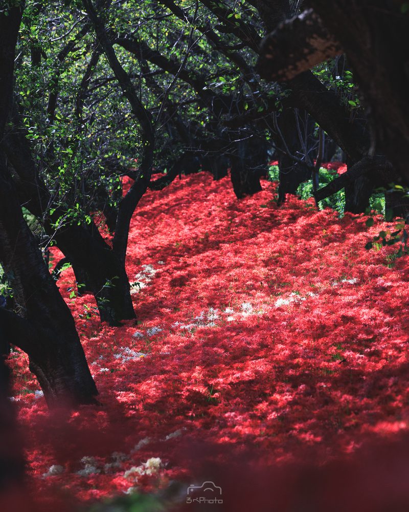 権現堂の桜並木の根元に敷かれている曼珠沙華の赤い絨毯