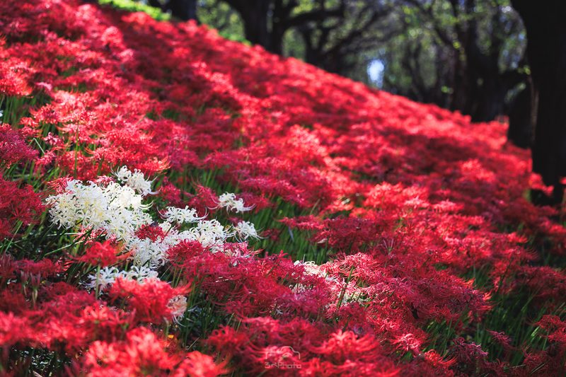 幸手権現堂の赤い曼珠沙華の絨毯の中にある白い曼珠沙華