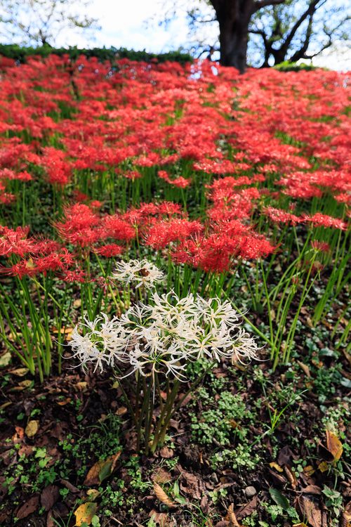 幸手権現堂に咲く白い曼珠沙華を超広角レンズで撮った写真、SIGMA 14-24mm F2.8 DG HSMの作例。