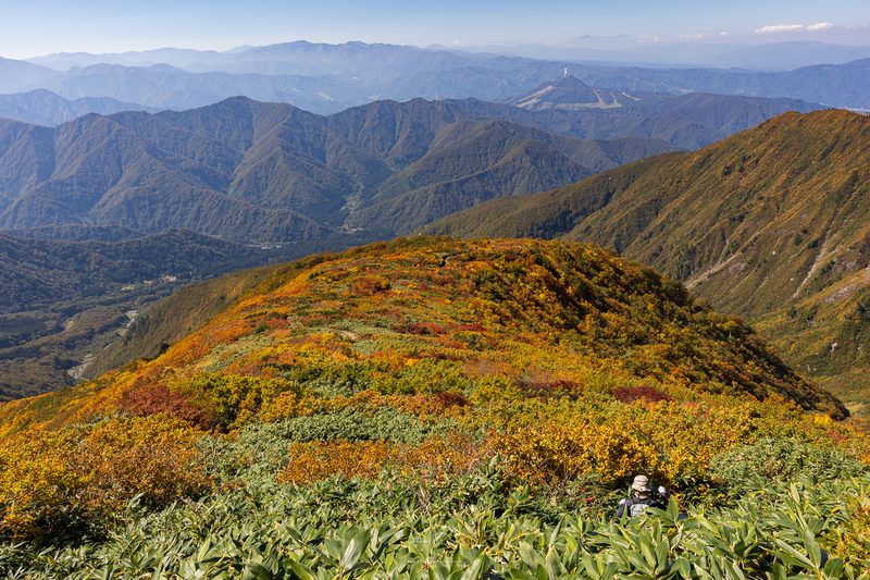 巻機山下山時の紅葉の絨毯の写真